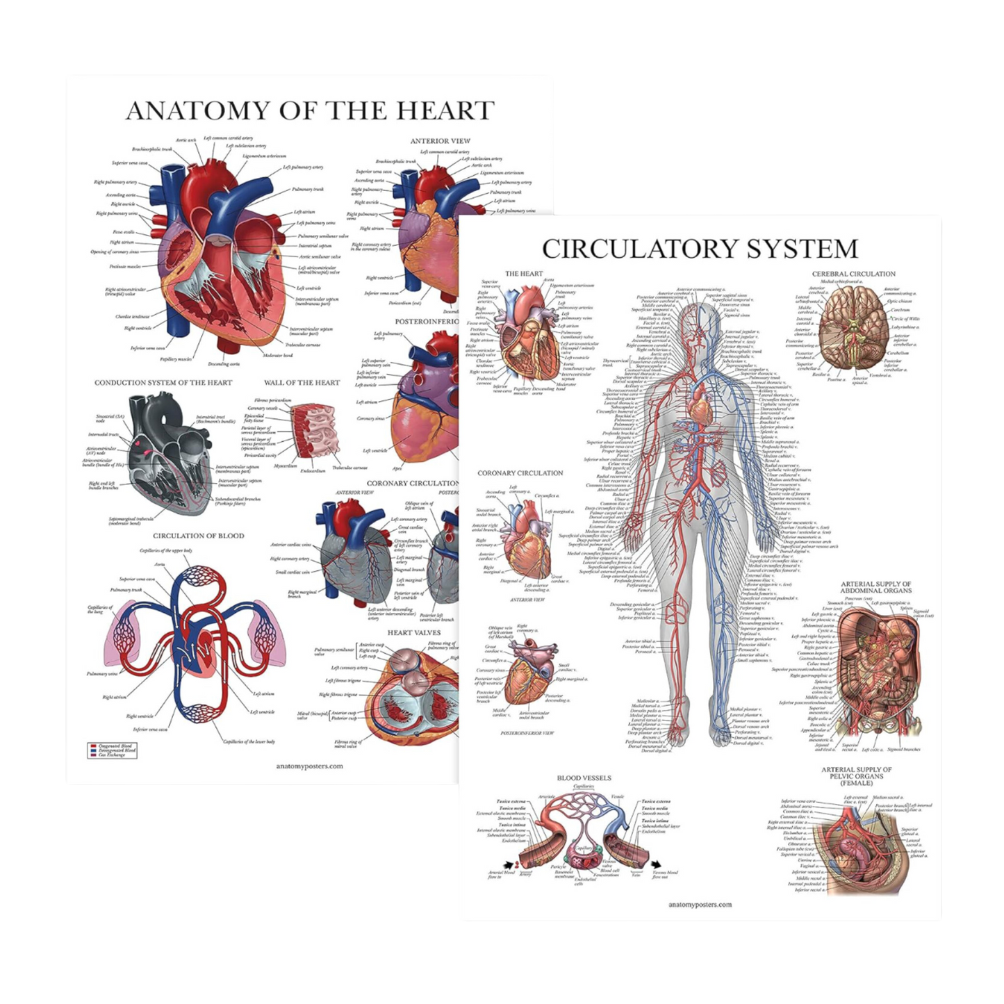 Circulatory System & Heart Anatomy Posters - Set of 2 Anatomical Charts - Laminated 18" x 24" (2 Pack)