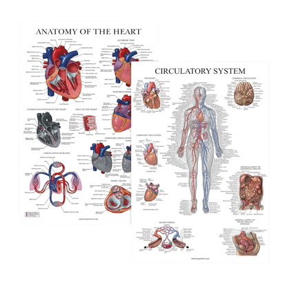 Circulatory System & Heart Anatomy Posters - Set of 2 Anatomical Charts - Laminated 18" x 24" (2 Pack)