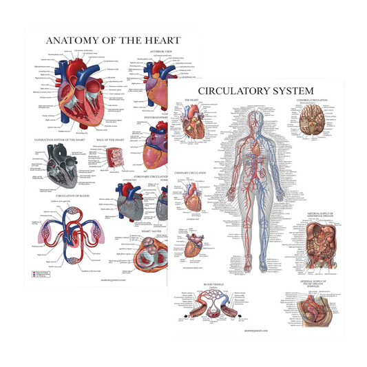 Circulatory System & Heart Anatomy Posters - Set of 2 Anatomical Charts - Laminated 18" x 24" (2 Pack)