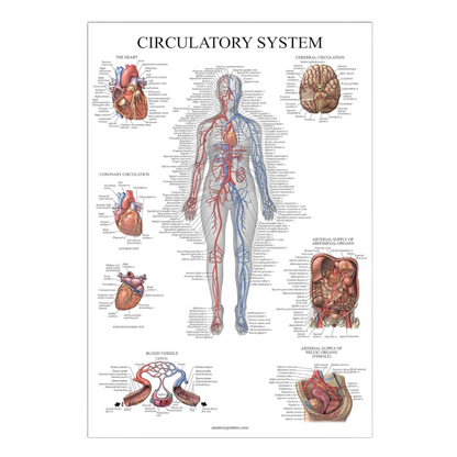 Circulatory System & Heart Anatomy Posters - Set of 2 Anatomical Charts - Laminated 18" x 24" (2 Pack)