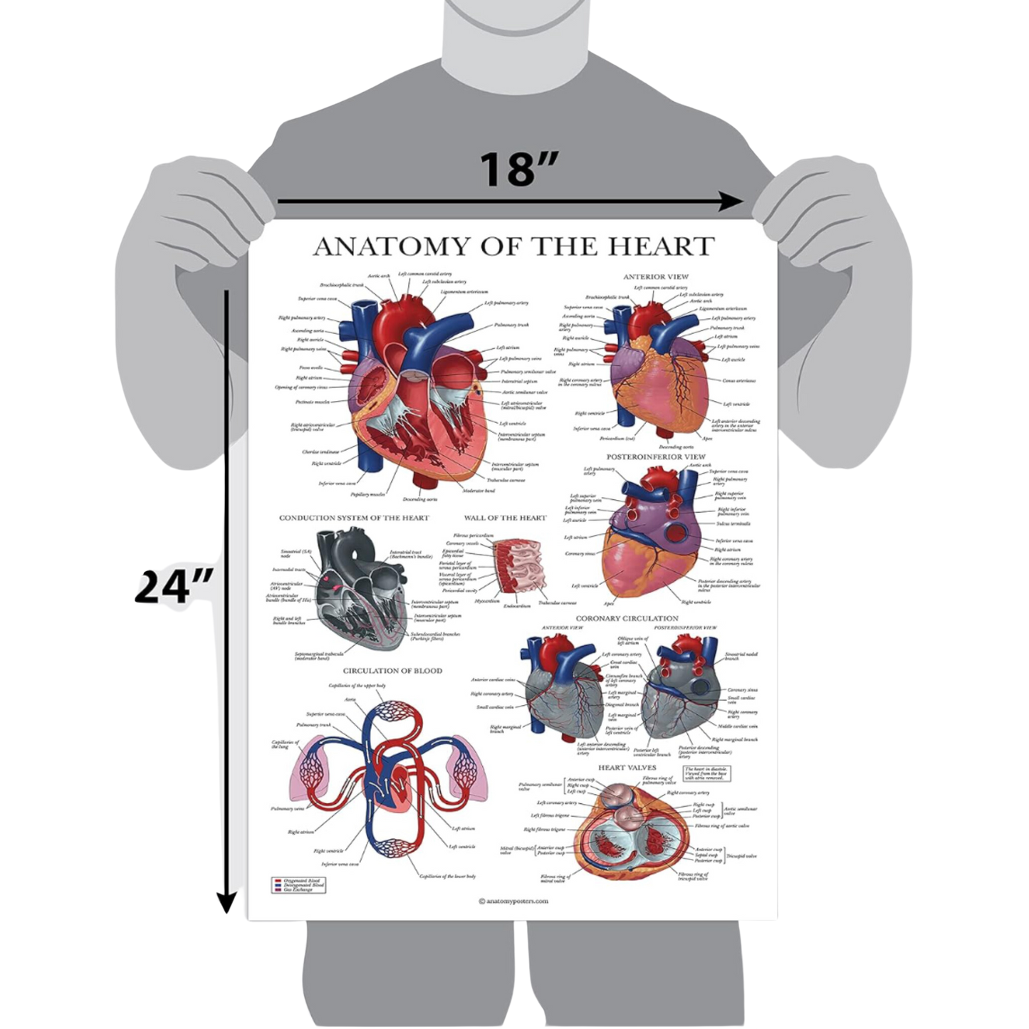 Circulatory System & Heart Anatomy Posters - Set of 2 Anatomical Charts - Laminated 18" x 24" (2 Pack)