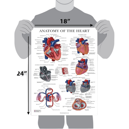 Circulatory System & Heart Anatomy Posters - Set of 2 Anatomical Charts - Laminated 18" x 24" (2 Pack)