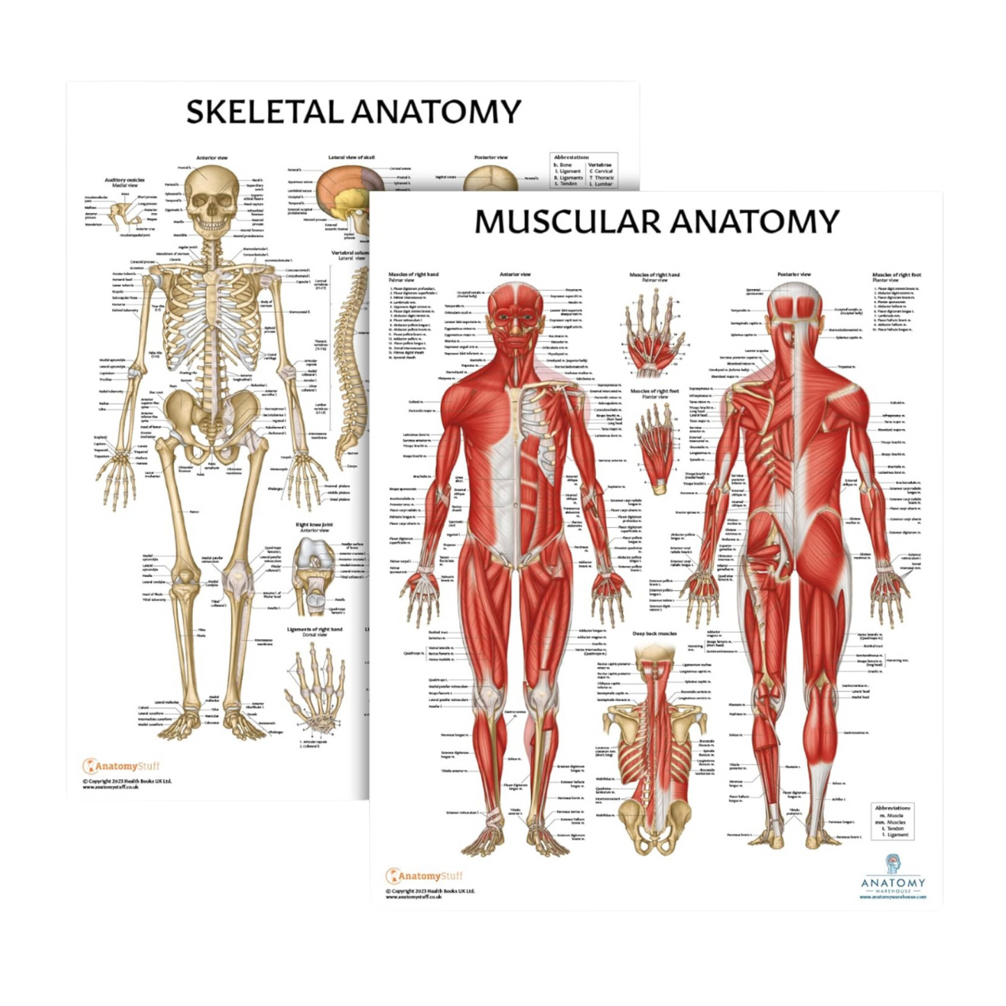 Muscular and Skeletal Anatomy Poster Set, LAMINATED, Anatomy and Physiology Poster, 17.3 x 22.5 Inches, Muscles Diagram, Human Anatomy Poster, Anatomical Chart, Body Poster (2 Pack)