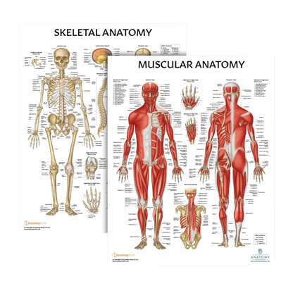 Muscular and Skeletal Anatomy Poster Set, LAMINATED, Anatomy and Physiology Poster, 17.3 x 22.5 Inches, Muscles Diagram, Human Anatomy Poster, Anatomical Chart, Body Poster (2 Pack)