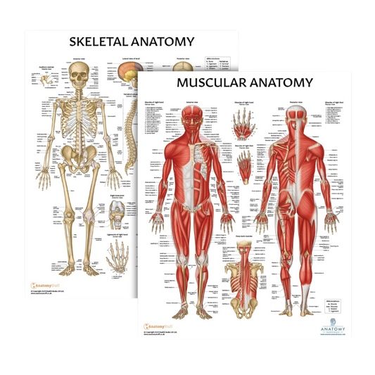 Muscular and Skeletal Anatomy Poster Set, LAMINATED, Anatomy and Physiology Poster, 17.3 x 22.5 Inches, Muscles Diagram, Human Anatomy Poster, Anatomical Chart, Body Poster (2 Pack)