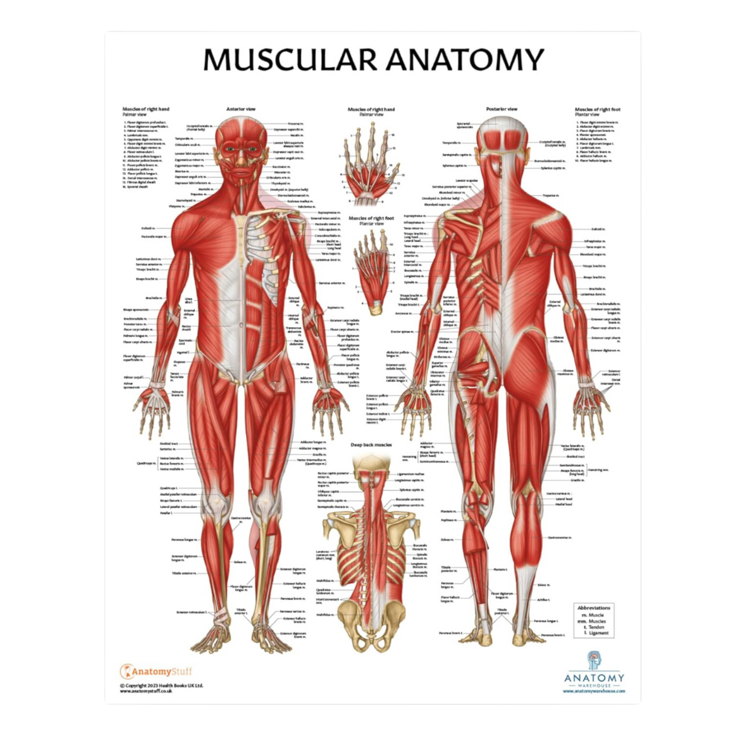 Muscular and Skeletal Anatomy Poster Set, LAMINATED, Anatomy and Physiology Poster, 17.3 x 22.5 Inches, Muscles Diagram, Human Anatomy Poster, Anatomical Chart, Body Poster (2 Pack)