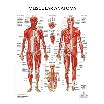 Muscular and Skeletal Anatomy Poster Set, LAMINATED, Anatomy and Physiology Poster, 17.3 x 22.5 Inches, Muscles Diagram, Human Anatomy Poster, Anatomical Chart, Body Poster (2 Pack)