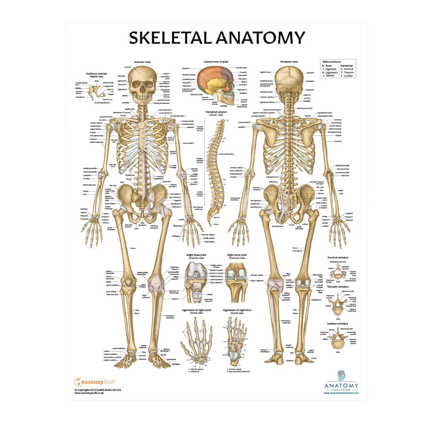 Muscular and Skeletal Anatomy Poster Set, LAMINATED, Anatomy and Physiology Poster, 17.3 x 22.5 Inches, Muscles Diagram, Human Anatomy Poster, Anatomical Chart, Body Poster (2 Pack)