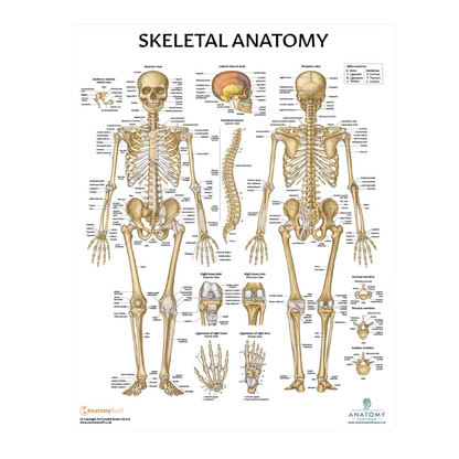 Muscular and Skeletal Anatomy Poster Set, LAMINATED, Anatomy and Physiology Poster, 17.3 x 22.5 Inches, Muscles Diagram, Human Anatomy Poster, Anatomical Chart, Body Poster (2 Pack)